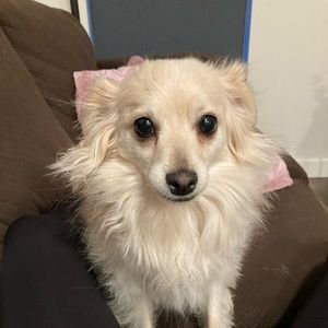 Meet your Posher, Joy